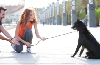 How Do You Train a Strong and Stubborn Large Dog?