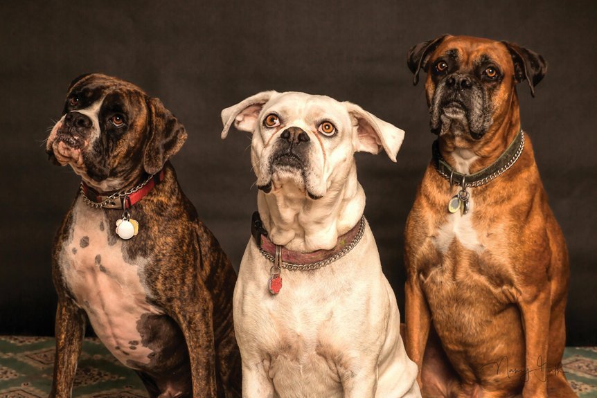 elevated bowls for large breeds