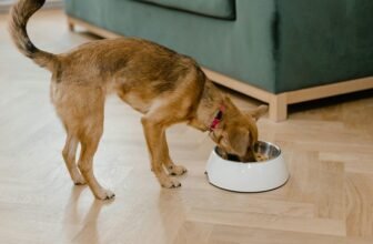 nutritional needs for large breeds