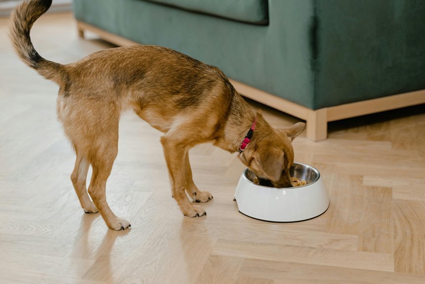 nutritional needs for large breeds