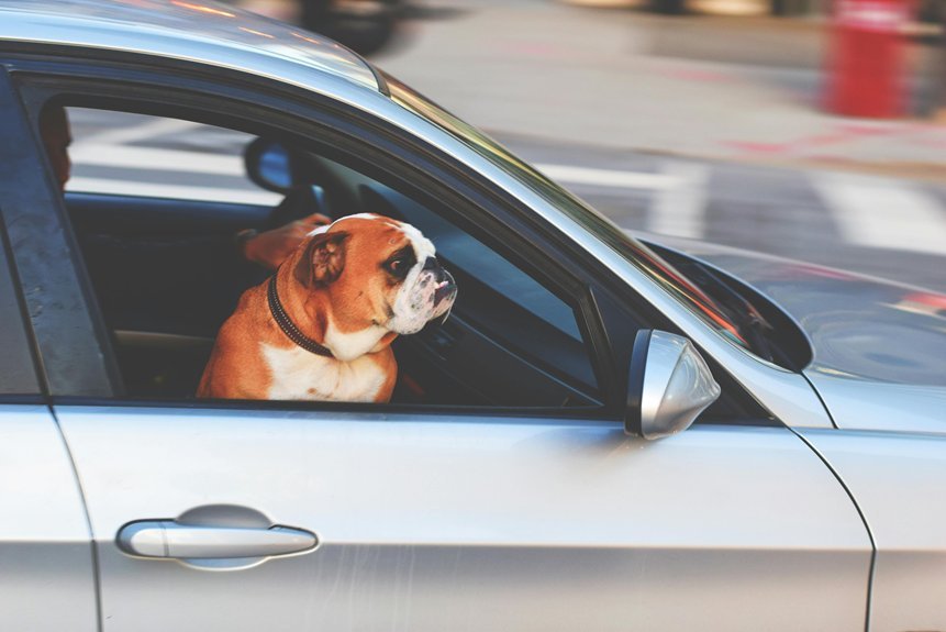 traveling safely with dogs