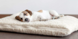 What Are the Best Beds for Large Dogs With Joint Pain?