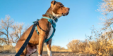 How Do You Choose the Right Harness for a Big Dog?