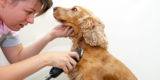 How Often Should You Groom a Large Dog at Home?